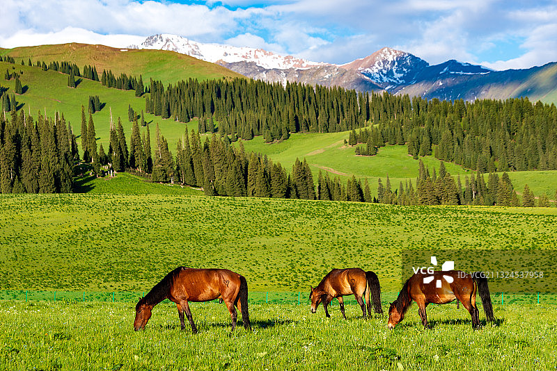 新疆-伊犁-天山-那拉提空中草原图片素材
