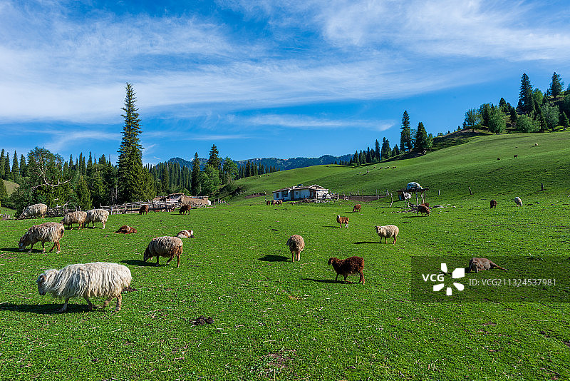 新疆-伊犁-天山-那拉提空中草原图片素材