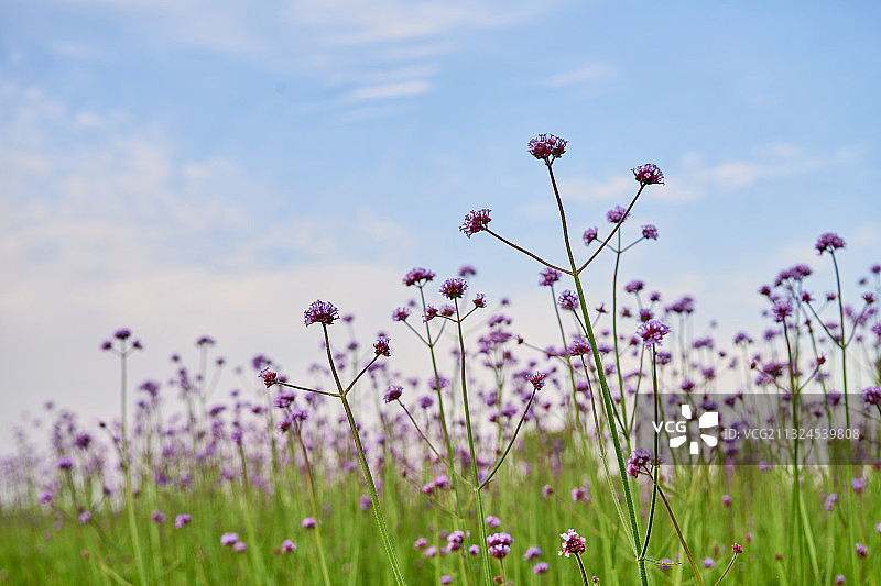 江苏省苏州高新区太湖西京湾景区风光图片素材