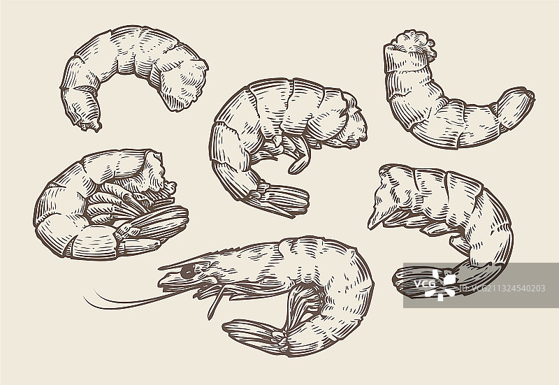 手绘虾海鲜食物复古素材图片素材