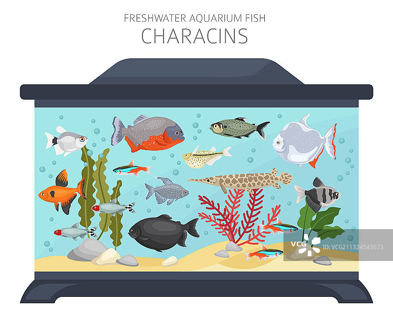 加拉辛鱼淡水观赏鱼图标集图片素材