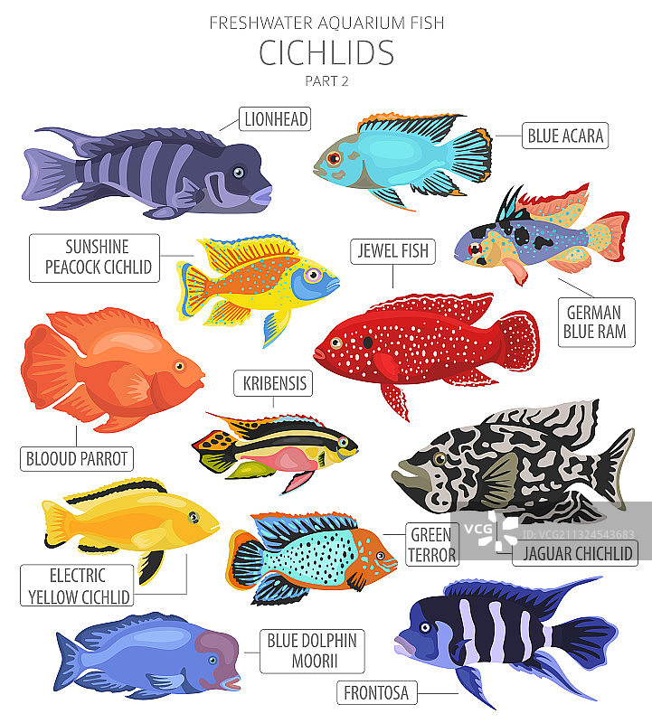 丽鱼科淡水观赏鱼图标图片素材