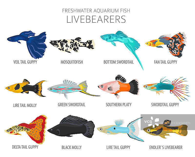 淡水观赏鱼图标图片素材