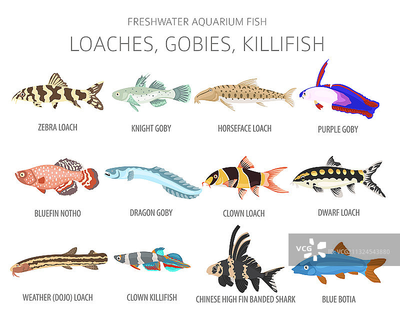 淡水水族箱鱼类图片素材