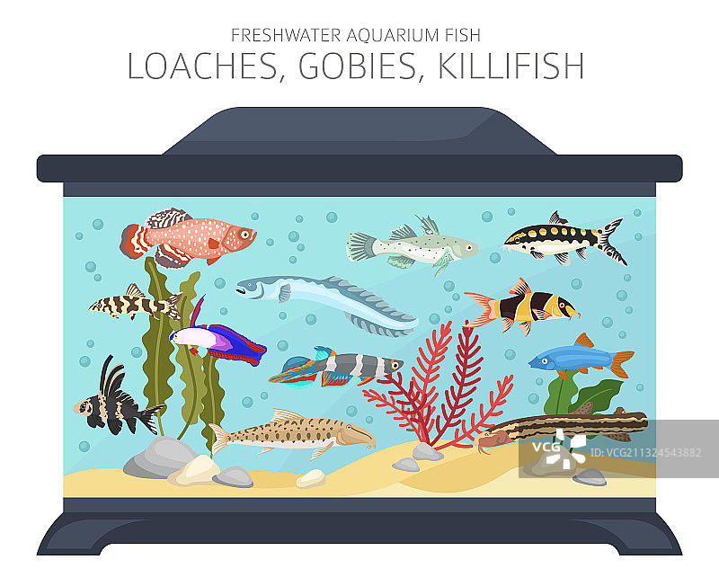 淡水水族箱鱼类图片素材