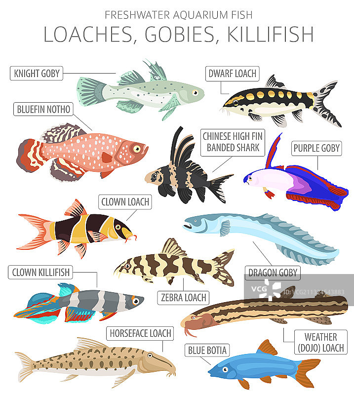 淡水水族箱鱼类图片素材