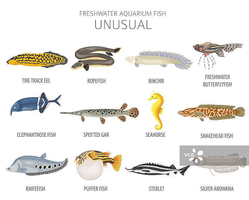 独特的水族箱淡水鱼图标合集图片素材