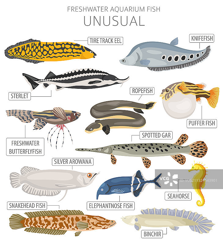 独特的水族箱淡水鱼图标合集图片素材