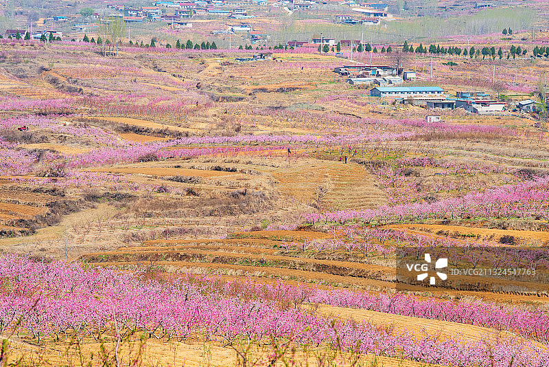 航拍蜜桃之乡山东蒙阴的桃花花海图片素材