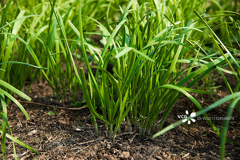 101农场 北京图片素材