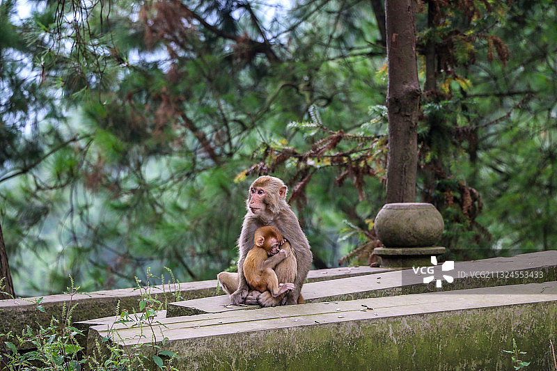 雨台山风景区灵猴谷的依靠与保护 重庆图片素材