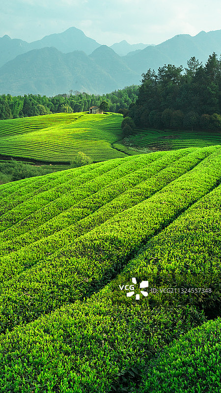 阳光下春天的绿色茶园图片素材