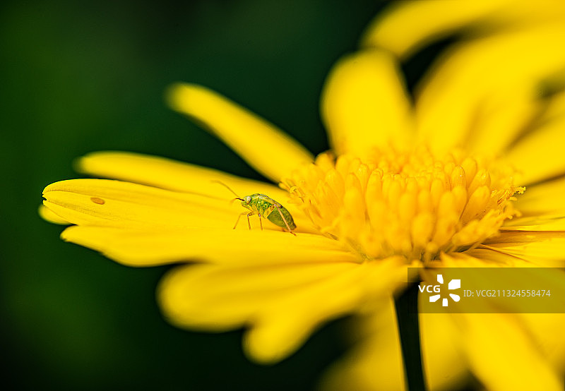 不知名的虫图片素材
