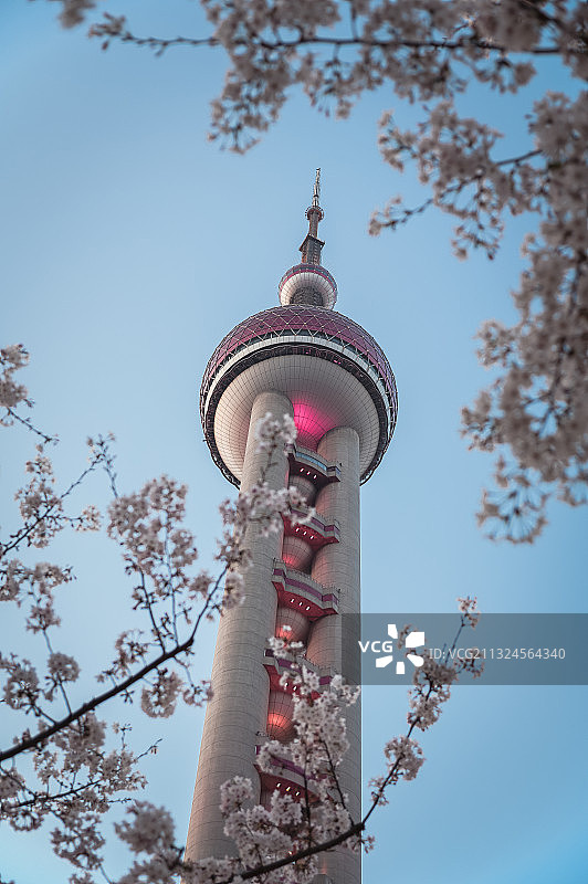 上海春天樱花图片素材