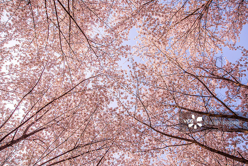 樱花园风光图片素材