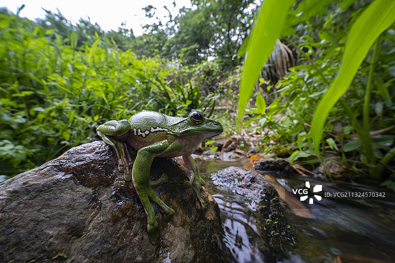 大树蛙图片素材
