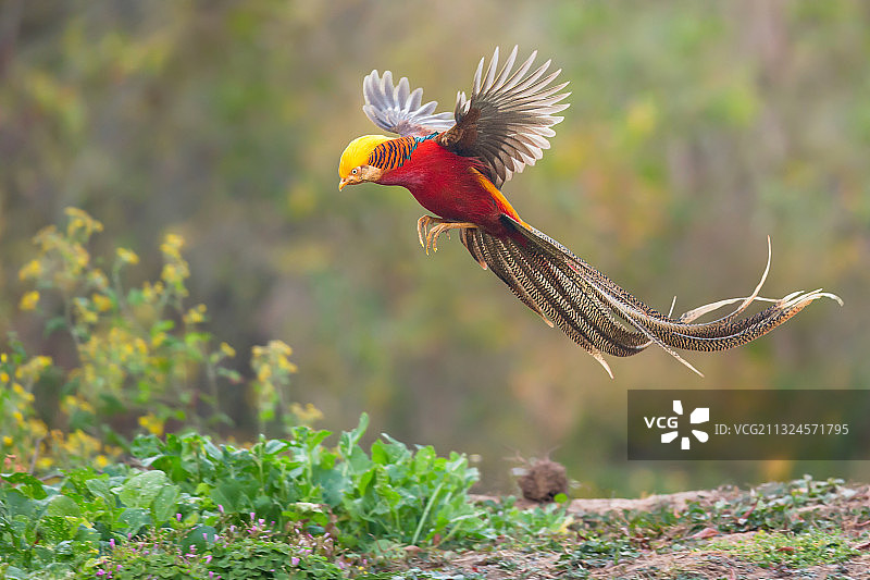 凤凰来也图片素材