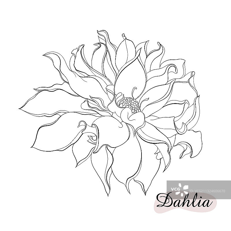 黑白单色大丽花图片素材