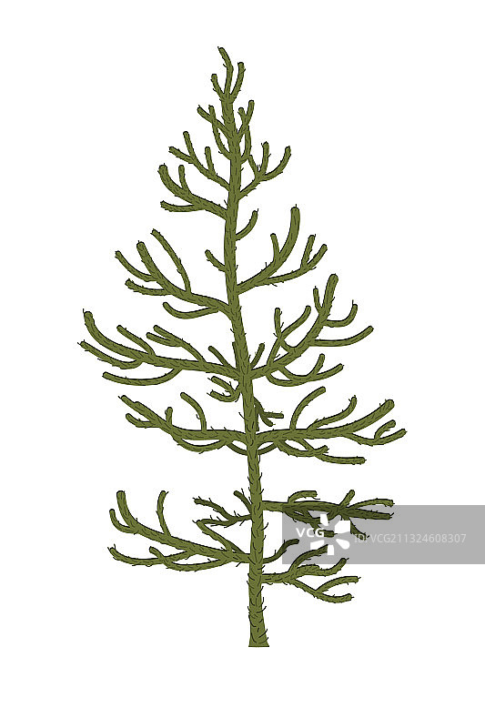 智利南洋杉图片素材