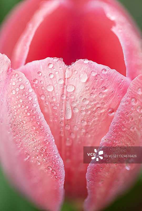 微距镜头下的郁金香花瓣图片素材