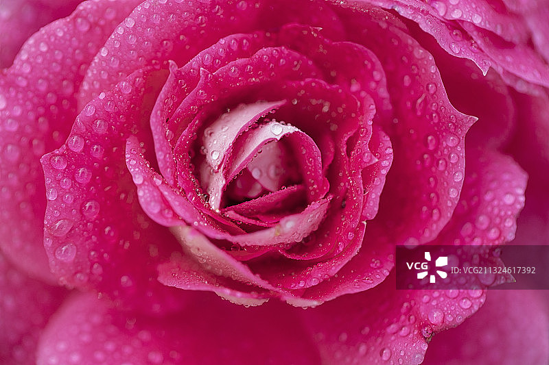 微距下沾满露珠的红色玫瑰花图片素材