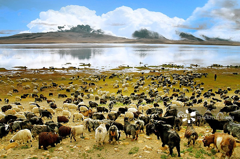 肥美羊群图片素材