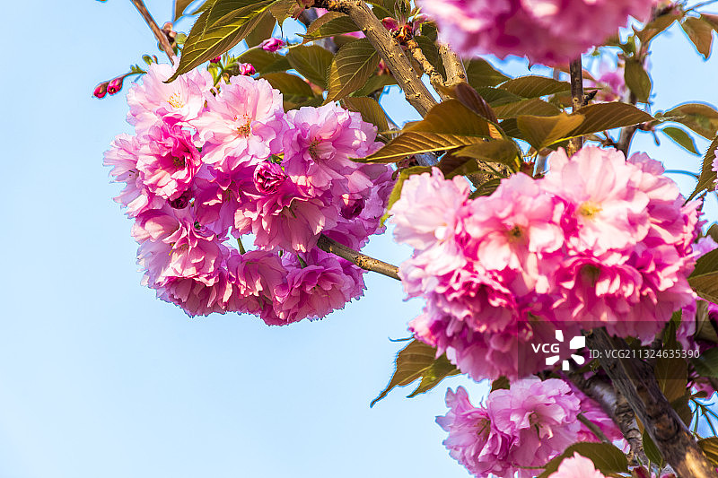 繁花似锦--盛开的樱花图片素材