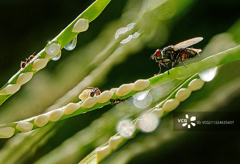 昆虫,特写,叶子,自然图片素材