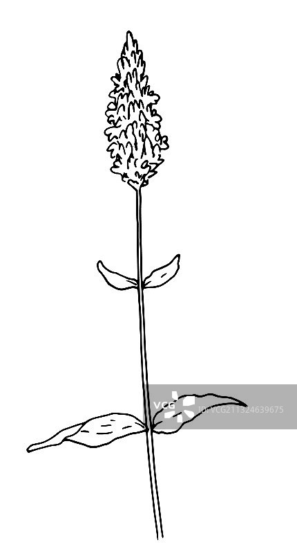 奇亚籽：健康的超级食品手绘图片素材