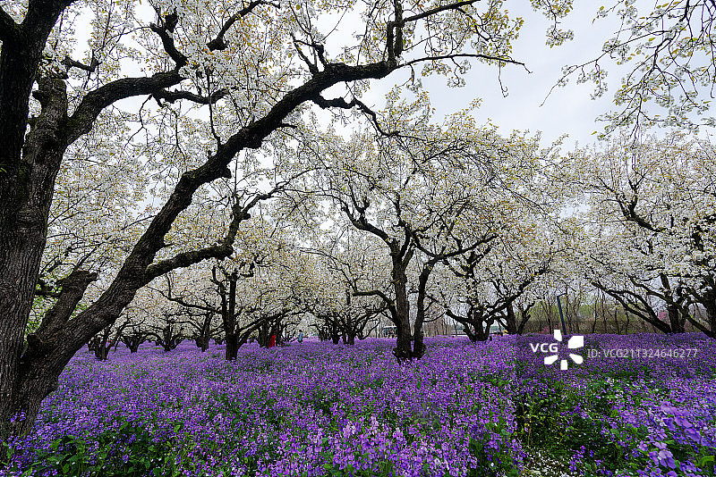 三台山梨兰会图片素材
