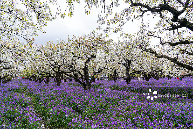 三台山梨兰会图片素材