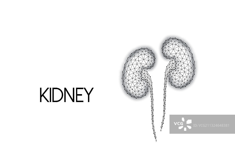 黑色线条绘制的多边形人类肾脏图片素材