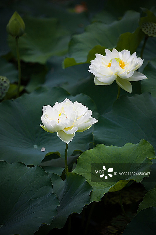 江苏省南京市雨花台风景区荷塘叶色风光图片素材