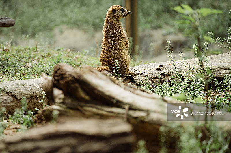 经典表情图片素材