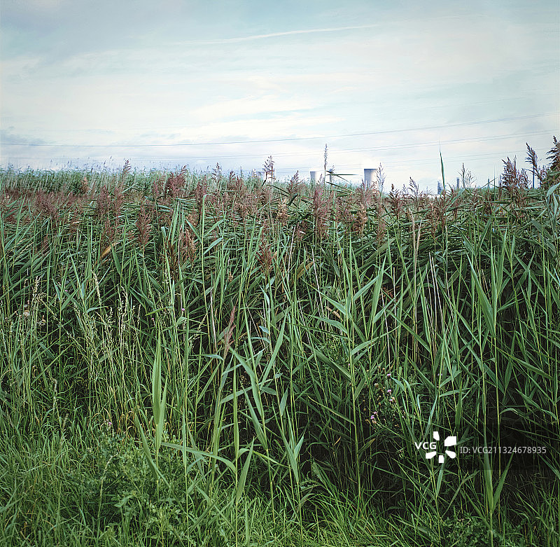 用于处理工业废水的芦苇床系统图片素材