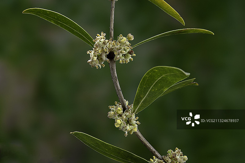 阔叶山茉莉（狭叶假女贞，假橄榄，茉莉盒）- 花朵图片素材