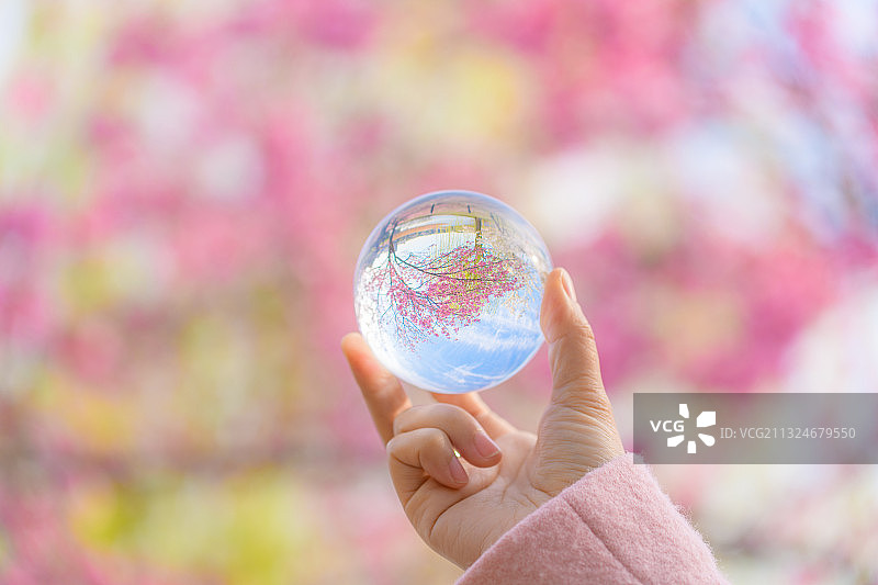 日本樱花季与玻璃球倒影图片素材