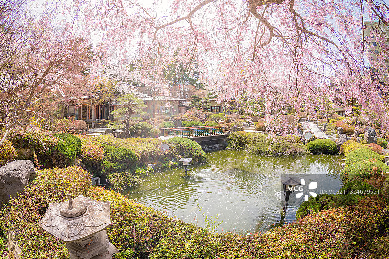 日本箱根庭院里的樱花树图片素材