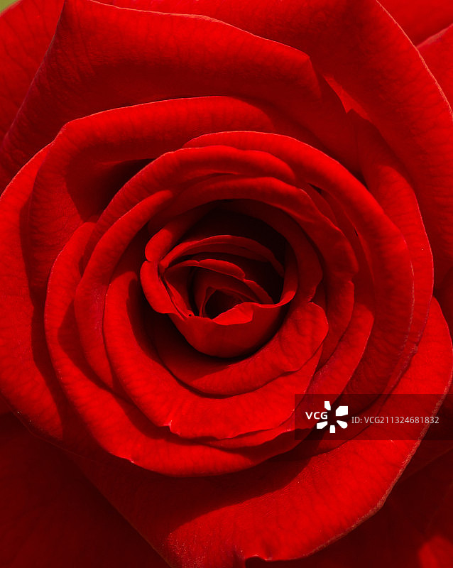 盛开中的玫瑰图片素材