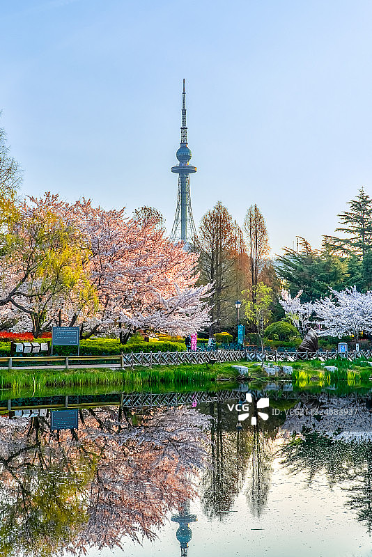 青岛市中山公园樱花季图片素材