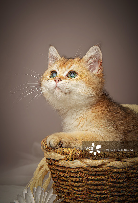 金渐层幼猫图片素材