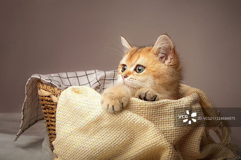 金渐层幼猫图片素材