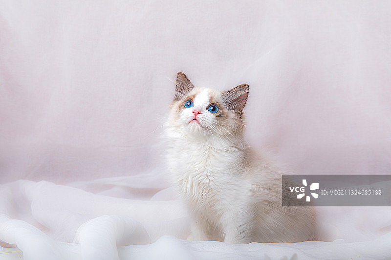 布偶猫幼猫图片素材