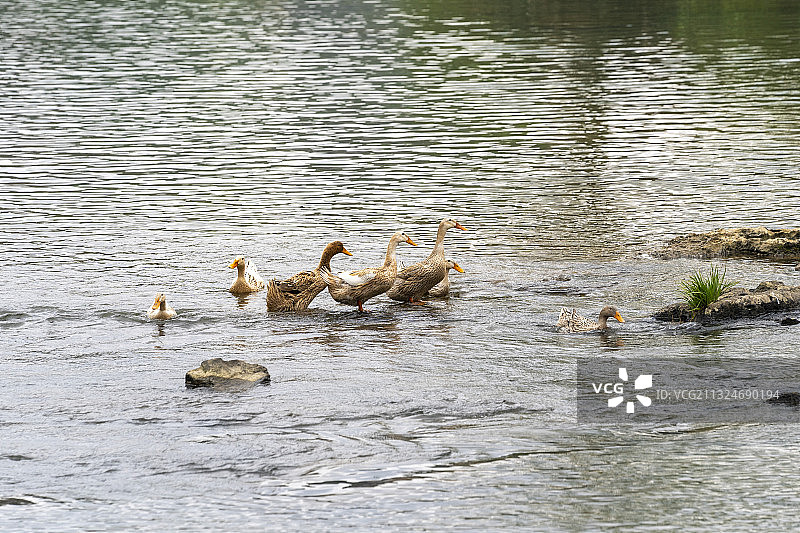 一群鸭子在河里游来游去图片素材