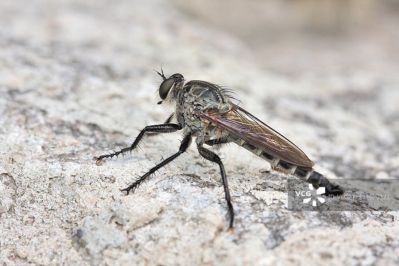 夏日里的虻图片素材