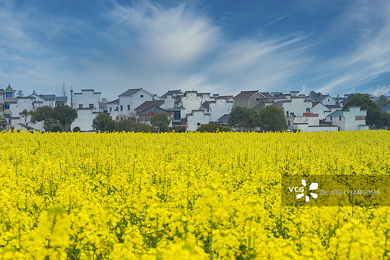 南京高淳油菜花图片素材