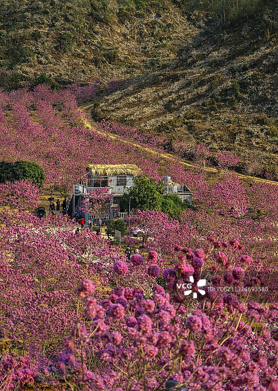 彩画大地   紫花风铃木花盛开，一片粉紫花海似彩画大地。图片素材