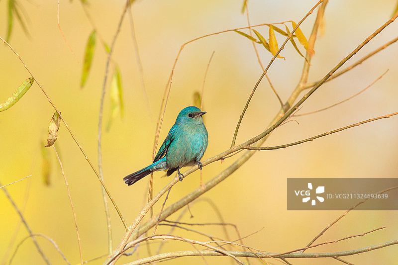 铜蓝鹟 Verditer Flycatcher图片素材