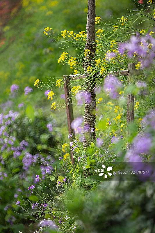 老门东杜鹃图片素材