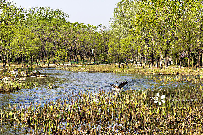 北京奥林匹克森林公园图片素材